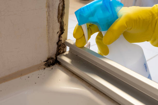 Trusted Chester, PA Mold Removal Experts