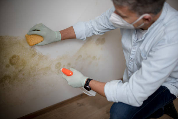 Best Certified Mold Removal  in Chester, PA