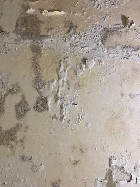 Best Black Mold Removal  in Chester, PA