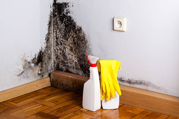Best Residential Mold Removal  in Chester, PA