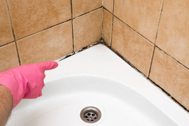 Best Toxic Mold Removal  in Chester, PA