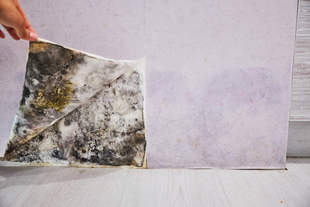 Best Attic Mold Removal  in Chester, PA